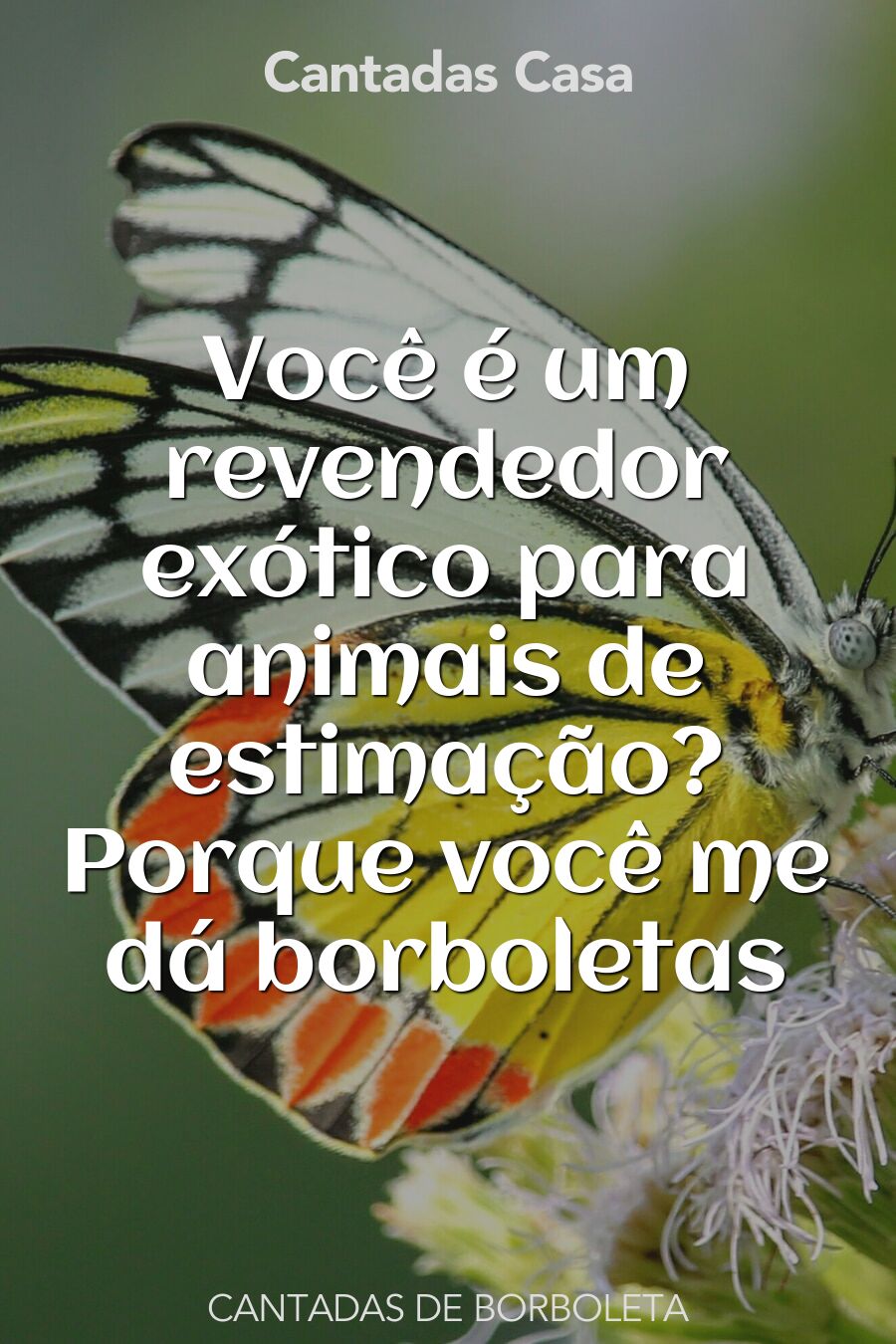 borboleta cantadas