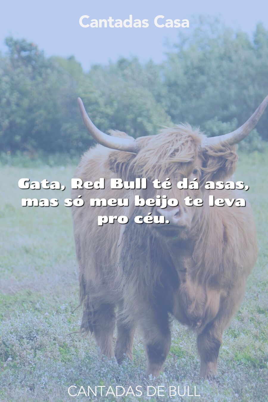 bull cantadas