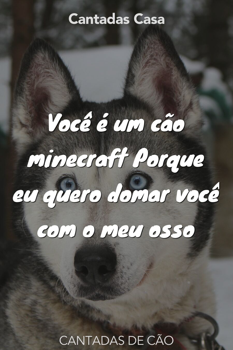 cão cantadas