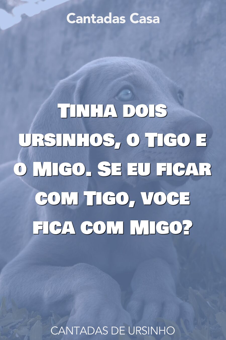 ursinho cantadas