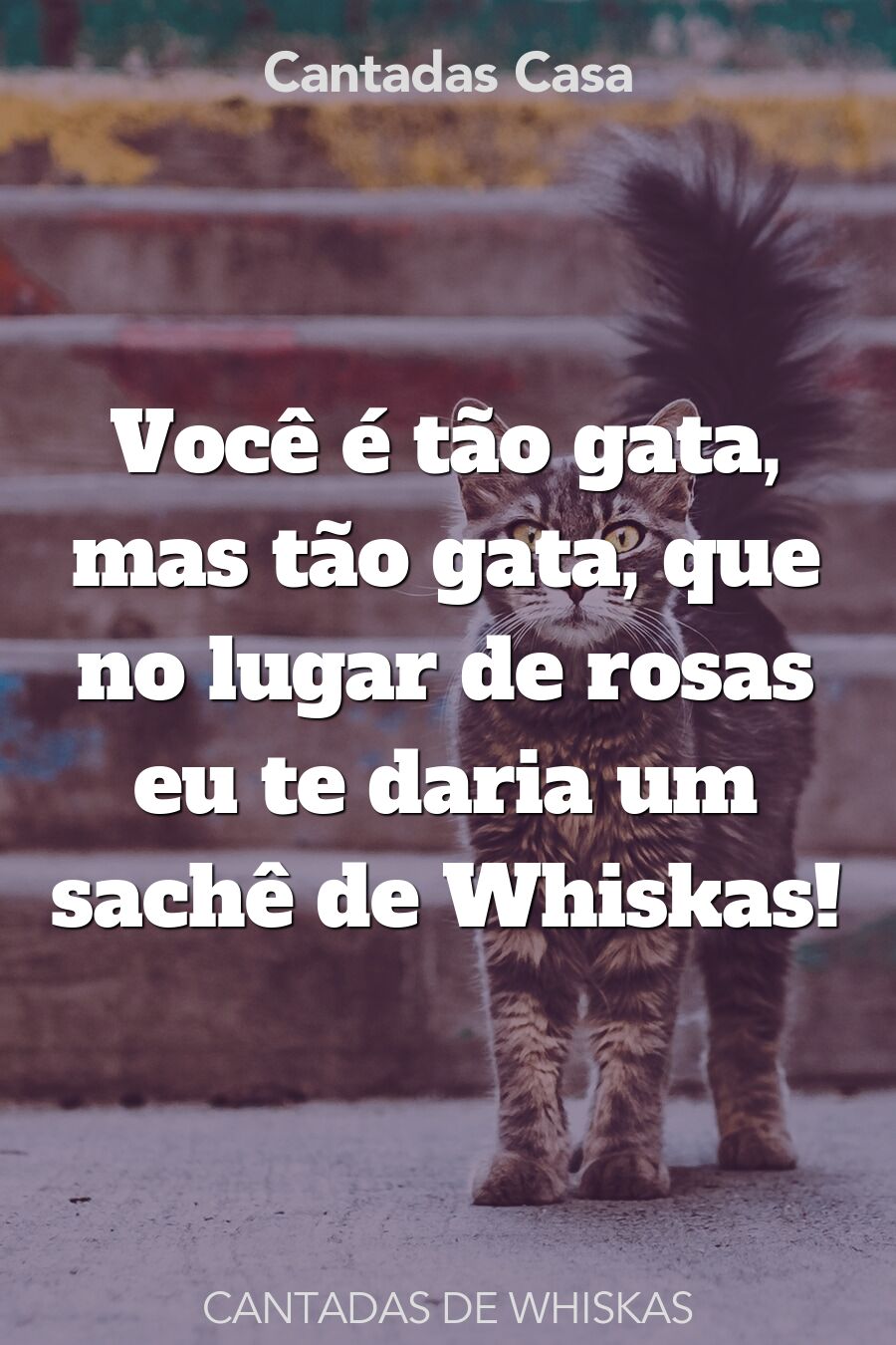 whiskas cantadas